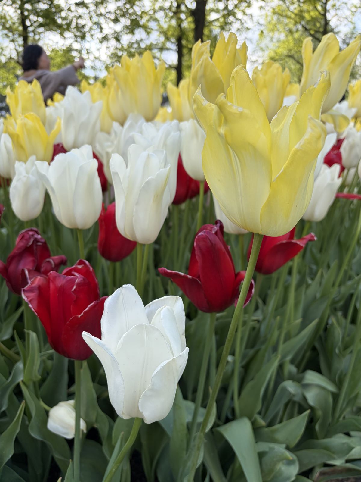 Yelow and white tulips stand tall in a bunch; there are shorter red tulips below them.