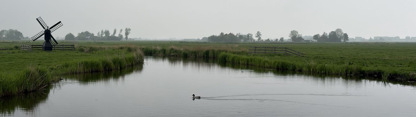 A duck swims across a Dutch canal under an overcast sky. Grassy polder is to either side of the canal, and a lone windmill stands above it on the left.