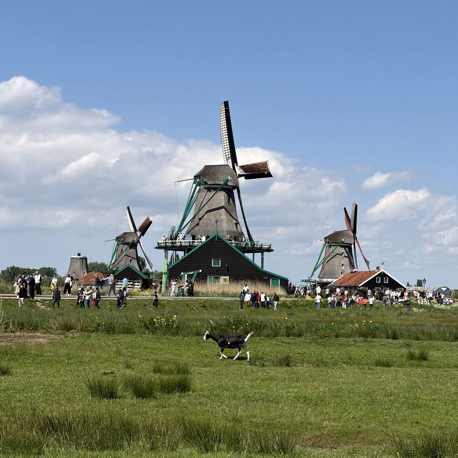 Three Dutch windmills stand above a grassy field. There are some goats on the field.